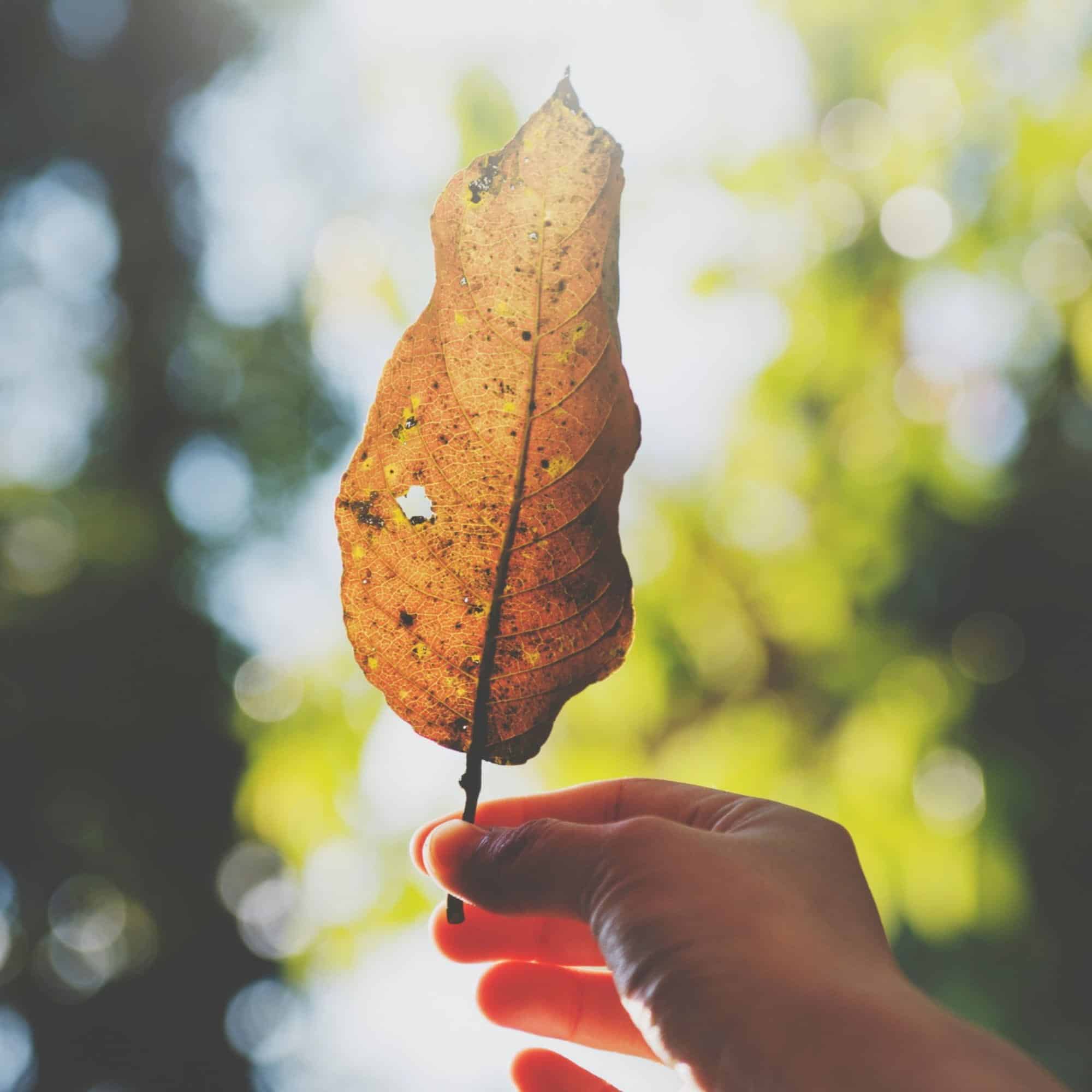 hand hold leaf beautiful nature